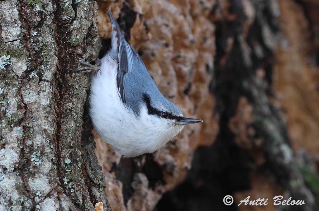 Helsinki 1/2025
asiatica
Avainsanat: Pica-soques blau Spætmejse Boomklever Eurasian Nuthatch Puukoristaja Pähkinänakkeli Sittelle torchepot Kleiber Csuszka Hnotigða Picchio muratore Spettmeis Trepadeira-azul Sitta europaea Trepador Azul Nötväcka