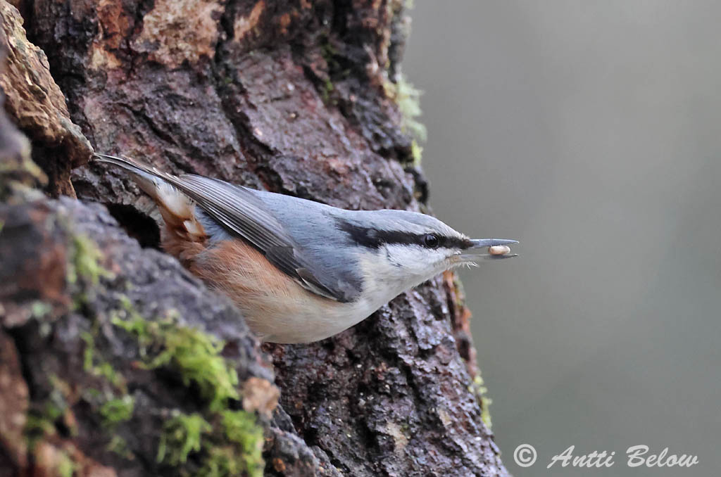 Helsinki 1/2025
europaea
Avainsanat: Pica-soques blau Spætmejse Boomklever Eurasian Nuthatch Puukoristaja Pähkinänakkeli Sittelle torchepot Kleiber Csuszka Hnotigða Picchio muratore Spettmeis Trepadeira-azul Sitta europaea Trepador Azul Nötväcka