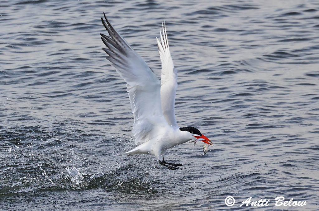 Helsinki 8/2025
Avainsanat: Xatrac gros Rovterne Reuzenstern Caspian Tern Räusktiir Räyskä Sterne caspienne Raubseeschwalbe Lócsér Ránþerna Rovterne Gaivina-de-bico-vermelho Sterna caspia Pagaza Piquirroja Skräntärna