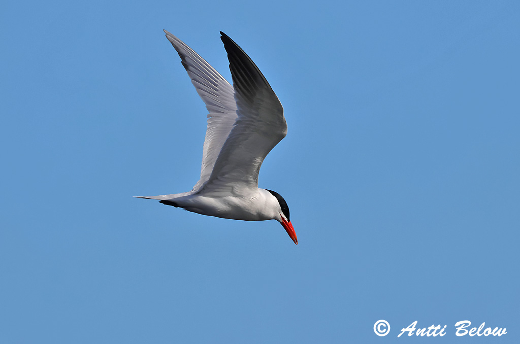 Helsinki 8/2025
Avainsanat: Xatrac gros Rovterne Reuzenstern Caspian Tern Räusktiir Räyskä Sterne caspienne Raubseeschwalbe Lócsér Ránþerna Rovterne Gaivina-de-bico-vermelho Sterna caspia Pagaza Piquirroja Skräntärna