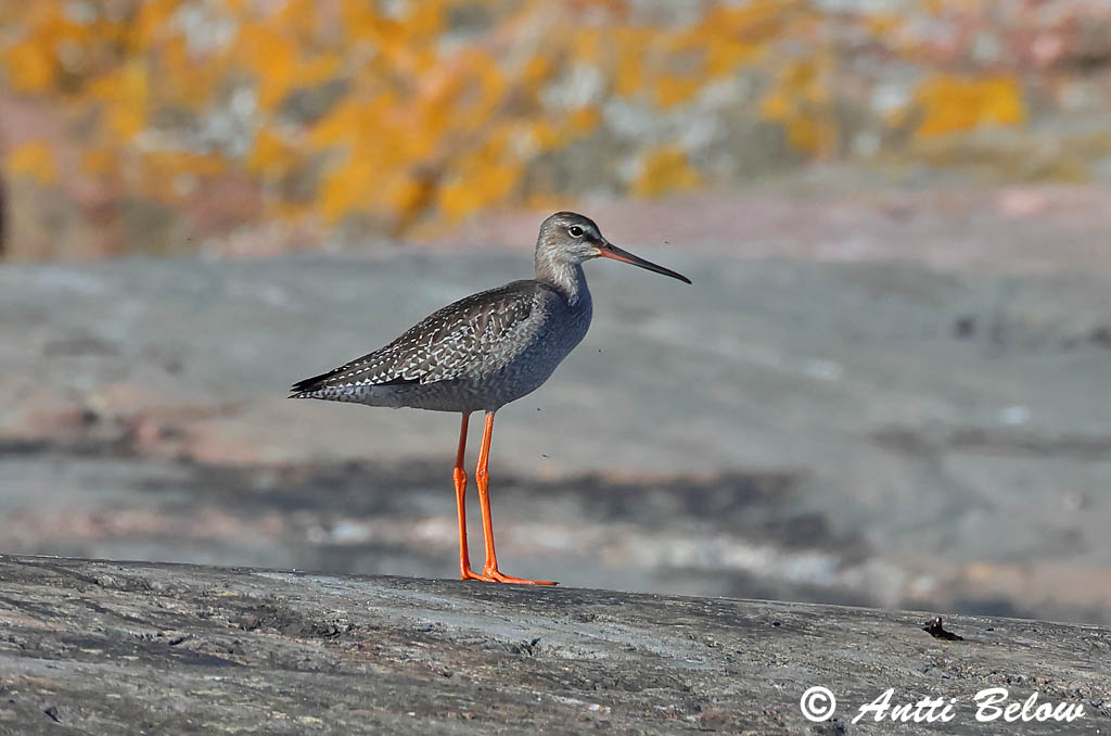 Porvoo 8/2025
Avainsanat: Gamba roja pintada Sortklire Zwarte ruiter Spotted Redshank Tumetilder Mustaviklo Chevalier arlequin Dunkler Wasserläufer Füstös cankó Sótselkur Totano moro Sotsnipe Perna-vermelha-escuro Tringa erythropus Archibebe Oscuro Svartsnäppa