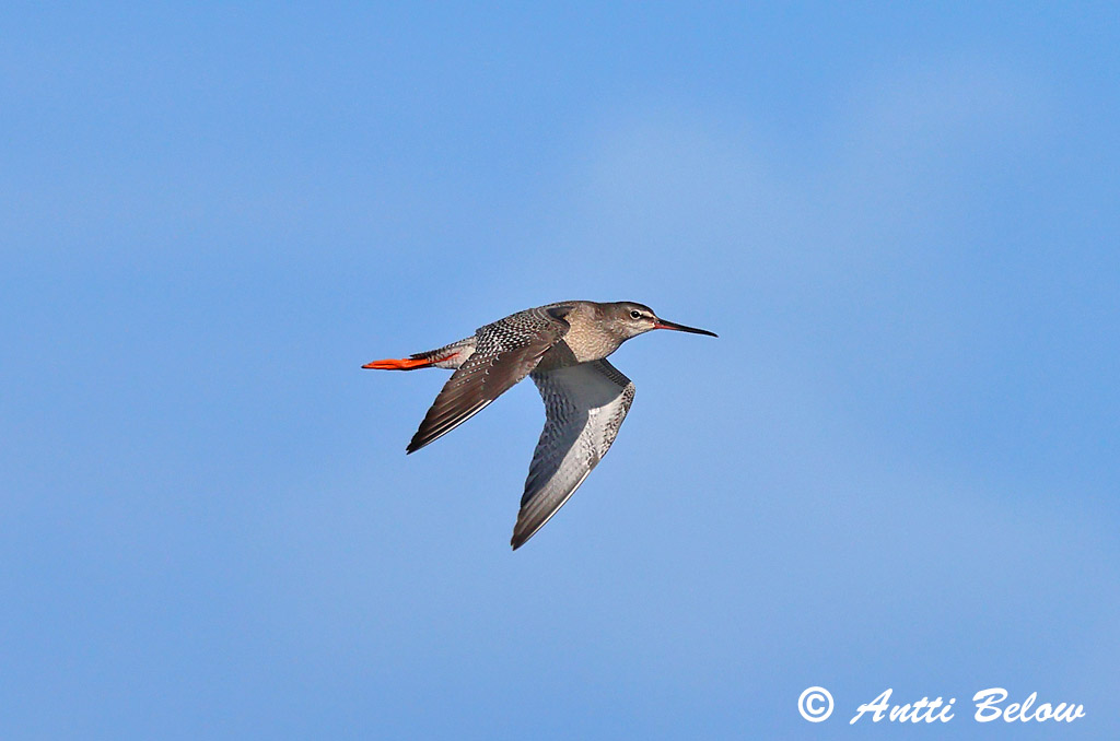 Porvoo 8/2025
Avainsanat: Gamba roja pintada Sortklire Zwarte ruiter Spotted Redshank Tumetilder Mustaviklo Chevalier arlequin Dunkler Wasserläufer Füstös cankó Sótselkur Totano moro Sotsnipe Perna-vermelha-escuro Tringa erythropus Archibebe Oscuro Svartsnäppa