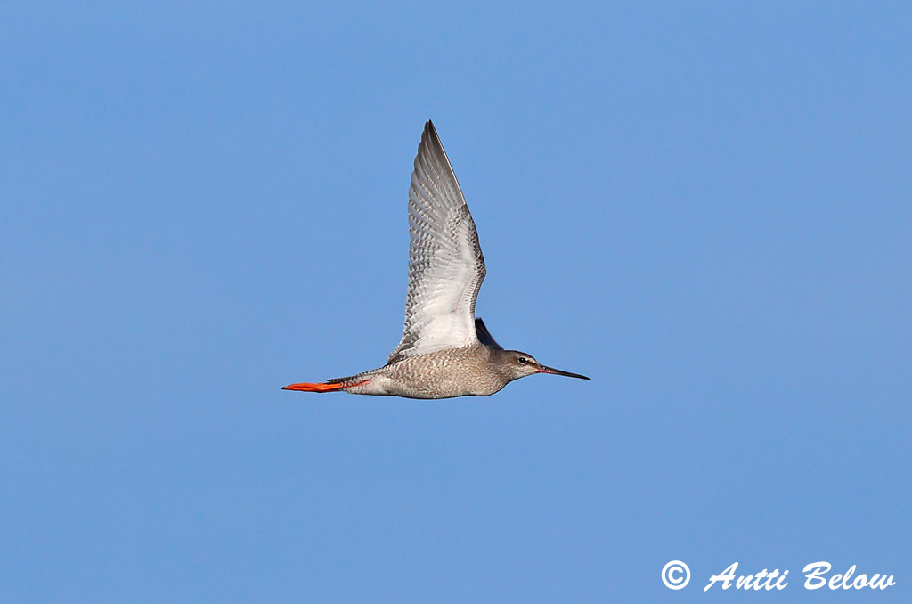 Porvoo 8/2025
Avainsanat: Gamba roja pintada Sortklire Zwarte ruiter Spotted Redshank Tumetilder Mustaviklo Chevalier arlequin Dunkler Wasserläufer Füstös cankó Sótselkur Totano moro Sotsnipe Perna-vermelha-escuro Tringa erythropus Archibebe Oscuro Svartsnäppa